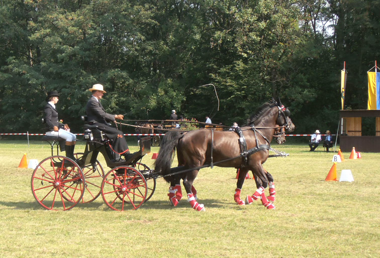 BM Bgld Laendl Fahrer 2012 4