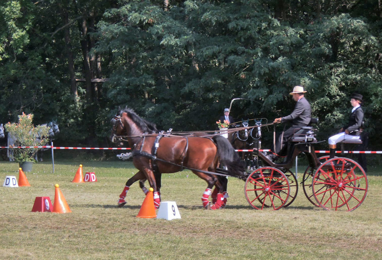 BM Bgld Laendl Fahrer 2012 7
