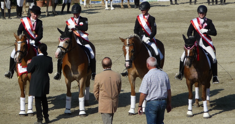 Mannschaft Dressur Bundesmeister Haflinger