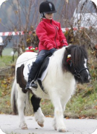 Vorteile_Pony