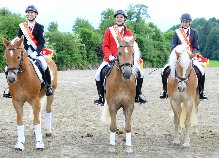 OÖ MS Springen Haflinger