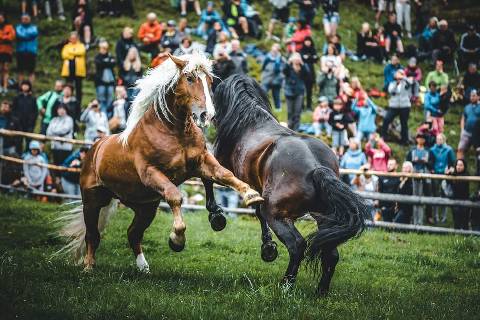 Mehr zu: Hengstauftrieb Kirchberg in Tirol<br>
Samstag, 17. 06.2023, Beginn 10:00 Uhr Stallbachkaralm Kirchberg