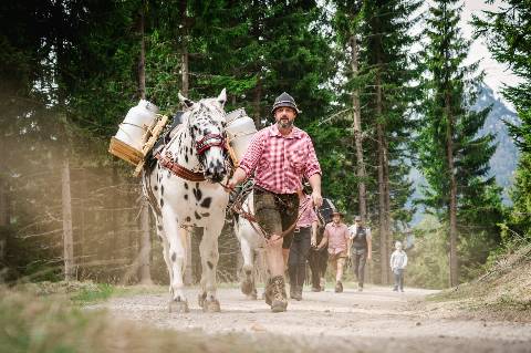 Mehr zu: Alte Tradition neu erleben: Der Tiroler Noriker als Tragtier