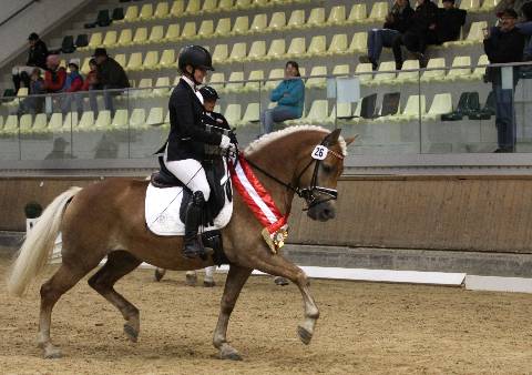 Mehr zu: NÖ Erfolge beim ARGE Haflinger Bundeschampionat 2024