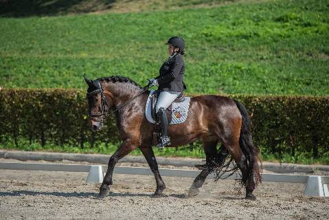 Mehr zu: Bundesmeisterschaft in Dressur und Springen in Himmelberg/Kärnten