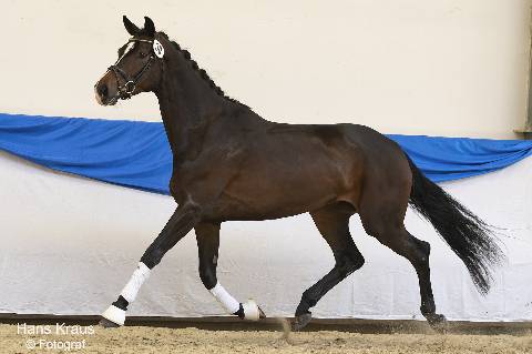 Mehr zu: NEUER TERMIN!!<br>
48. Zentrale Stutbuchaufnahme <br>
für Haflinger, Warmblut & Pinto