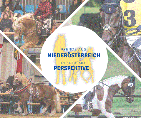 Mehr zu: Haflinger aus NÖ Zucht sichern sich Landesmeistertitel