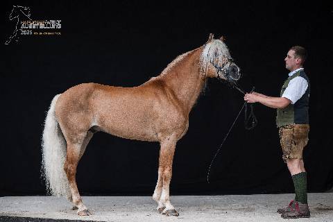 Mehr zu: Haflinger Weltausstellung am Fohlenhof in Ebbs