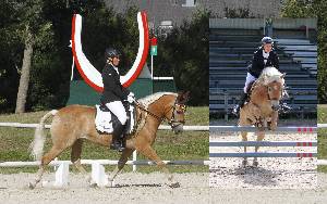 Mehr zu: Bundesmeisterschaften Haflinger Dressur und Springen in Steyr 1.-3.9.2017