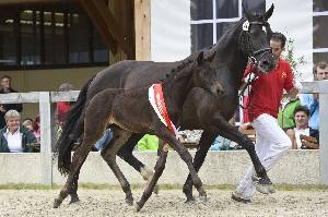 Mehr zu: Westösterreichische Warmbluttage