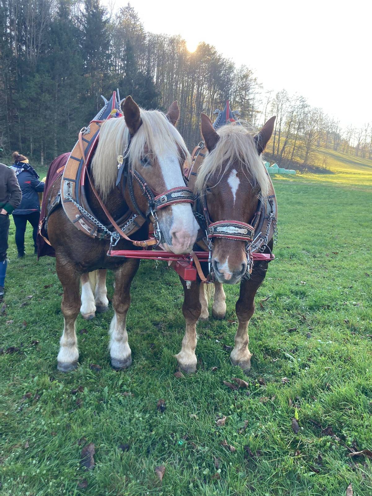 (Foto: Karin Lechner)
